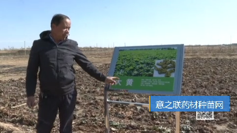 内蒙古：鄂尔多斯中药材种植开辟农村经济增收新模式