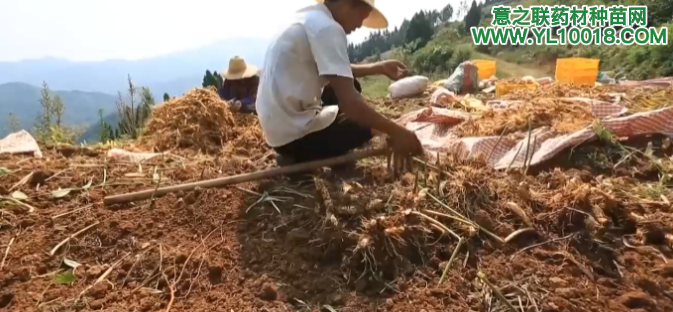 湖南：桂阳县4.2万亩玉竹丰收 富一方乡土