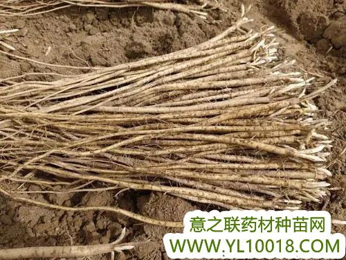 辽宁：建平县热水畜牧农场中草药种植助农稳增收