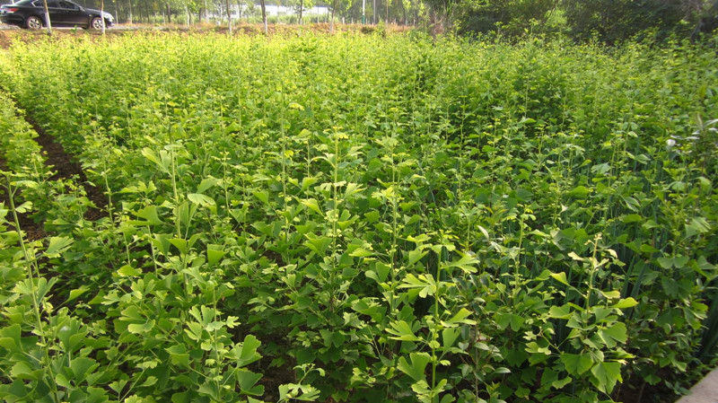名贵药材种植网站有哪些平台推荐