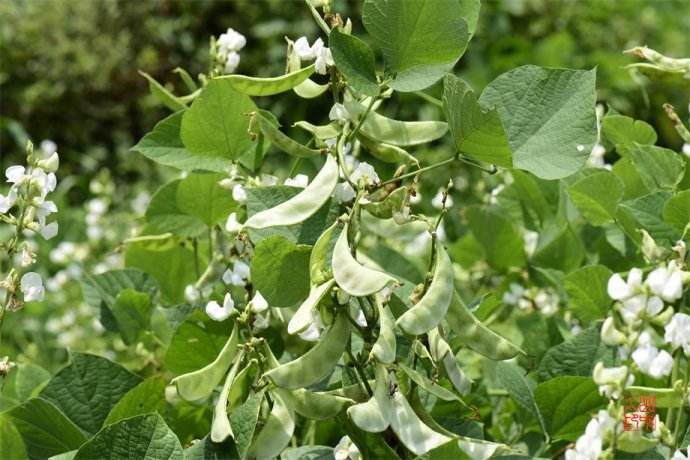 白扁豆的病虫害防治