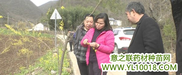 广西：河池东兰县中草药种植助民增收