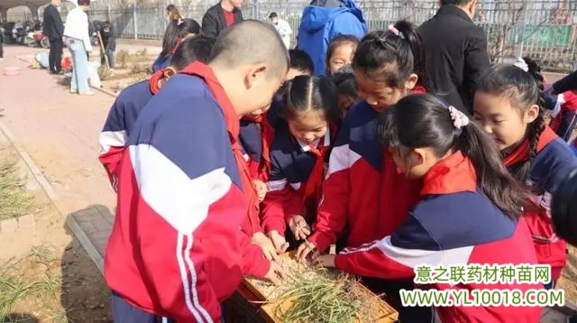 山东：济南市锦绣明湖小学种植中药苗，共同传承中医文化