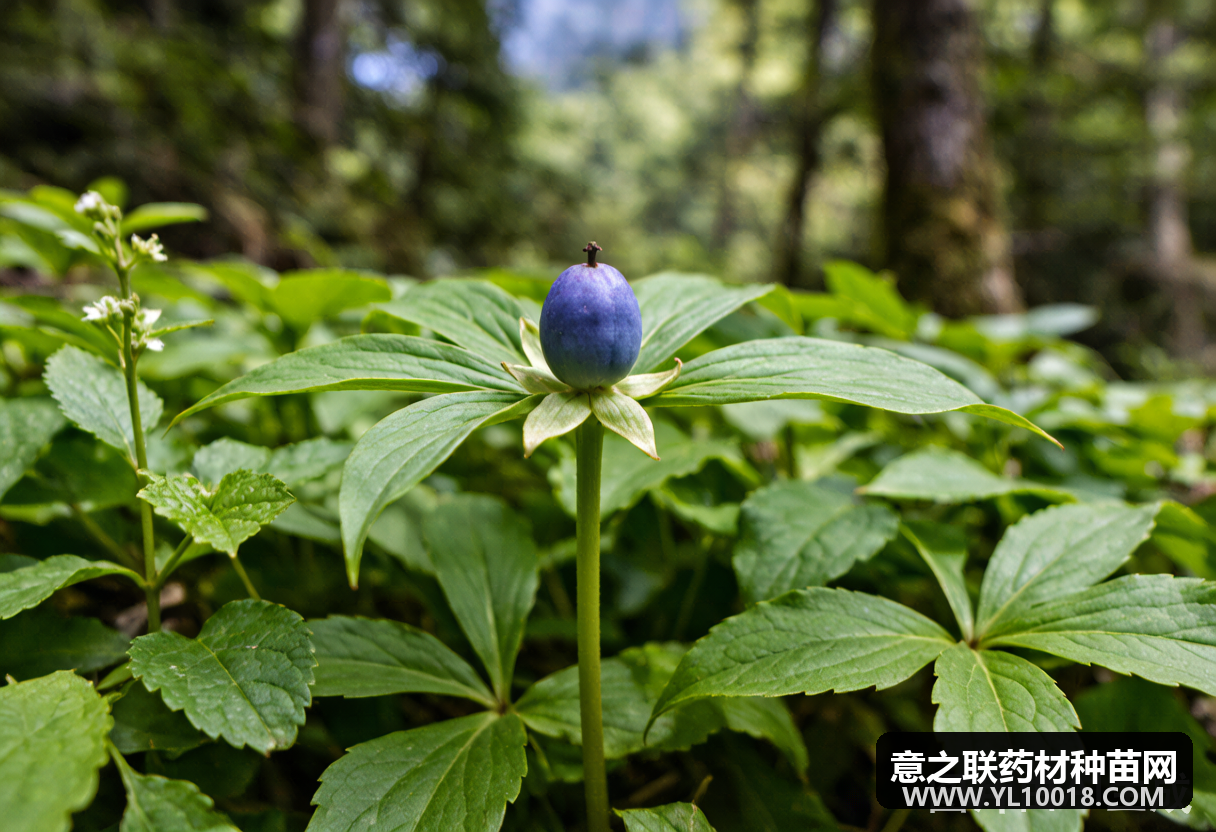 云南长柱重楼省级标准颁布 填补地方药材质量空白