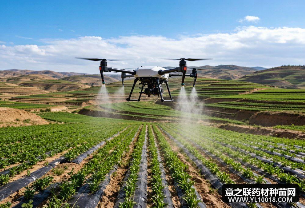 陇西56万亩道地药材夏管正忙 良种工程加无人机飞防显效