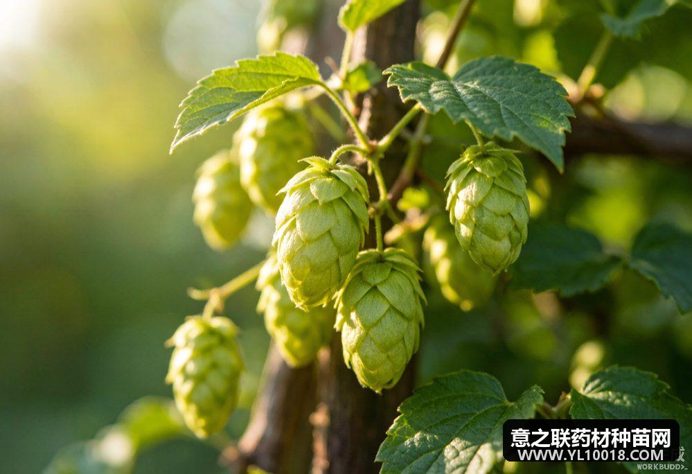 吉林新增啤酒花等4个中药材标准8月实施