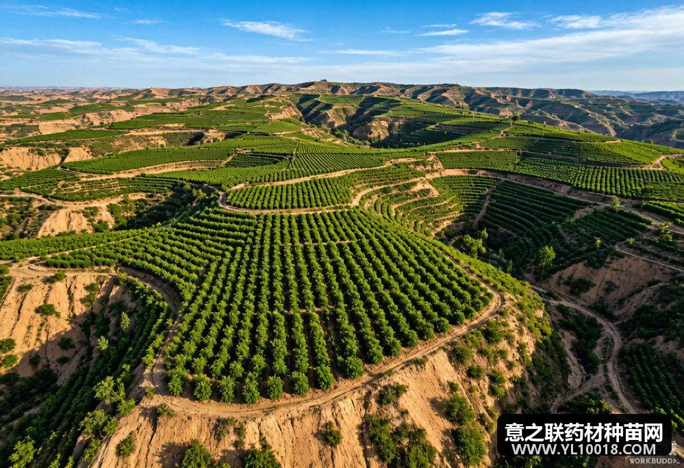 张家川2万亩标准化种植促中药材提质增效
