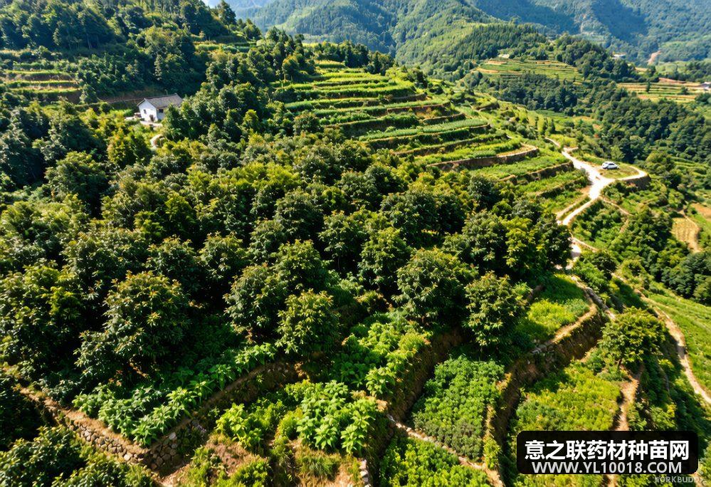 赤壁4.4万亩国土绿化启动 2.2万亩油茶林套种中药材