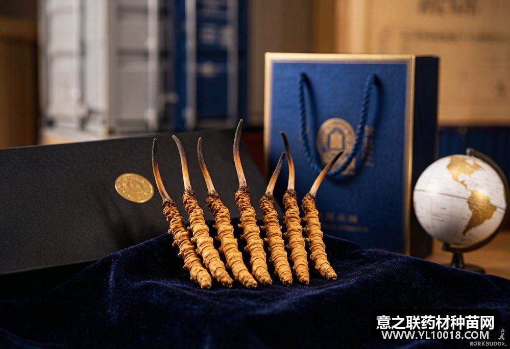 拉萨打通冬虫夏草标准化外贸通道 批量出口货值达850万元