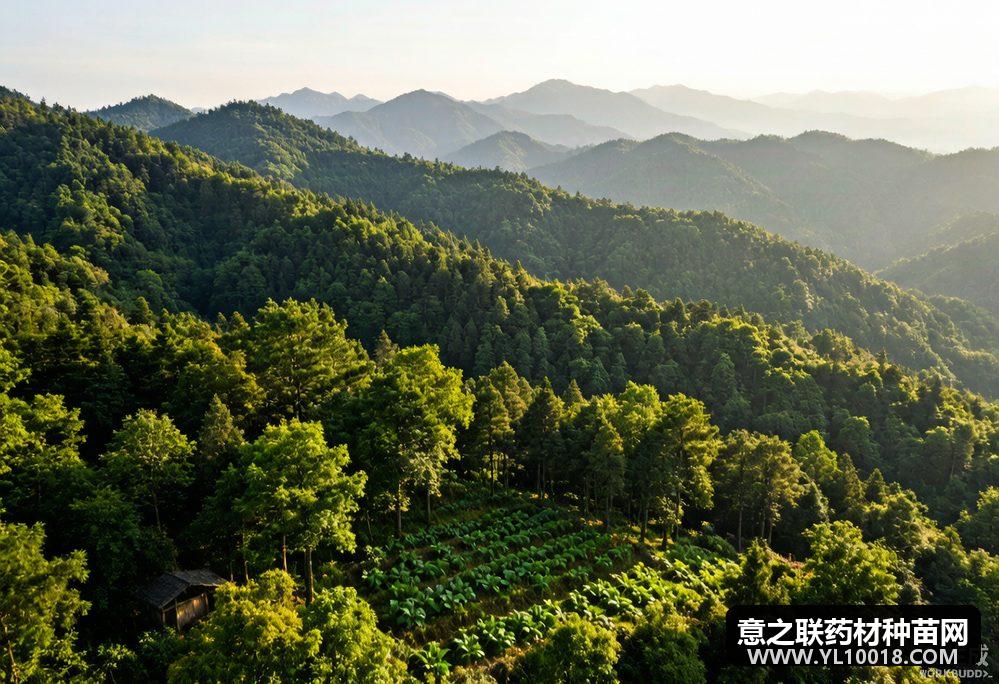 黄岩菜头肾种植面积扩至3900余亩 三项省级标准年底发布