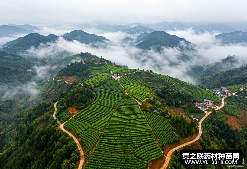 贵州发布中药材GAP延伸检查第三期通告 3家企业3个基地符合