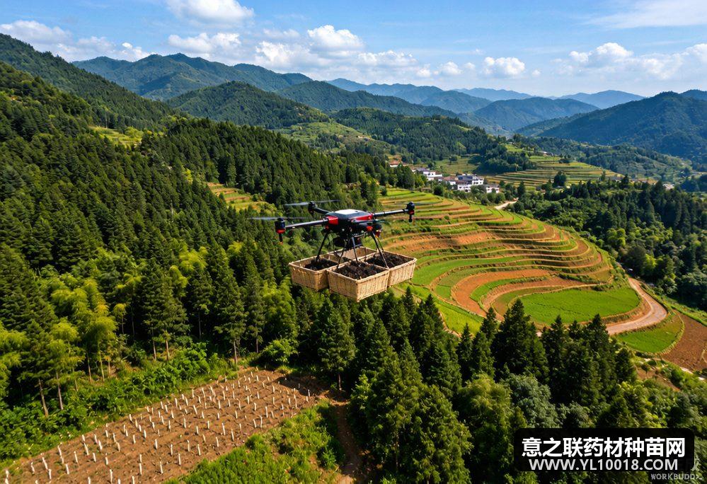 科技助康县天麻长成大产业 智慧控水加无人机吊运降本六成