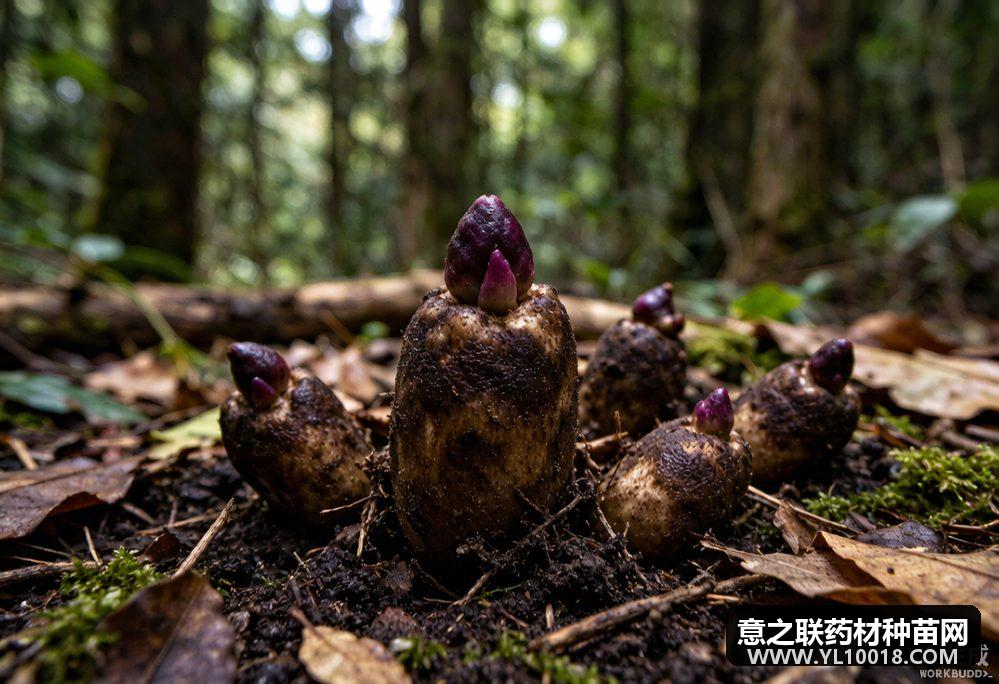 彝良天麻通过GAP认证 沪滇协作共建良种繁育示范基地
