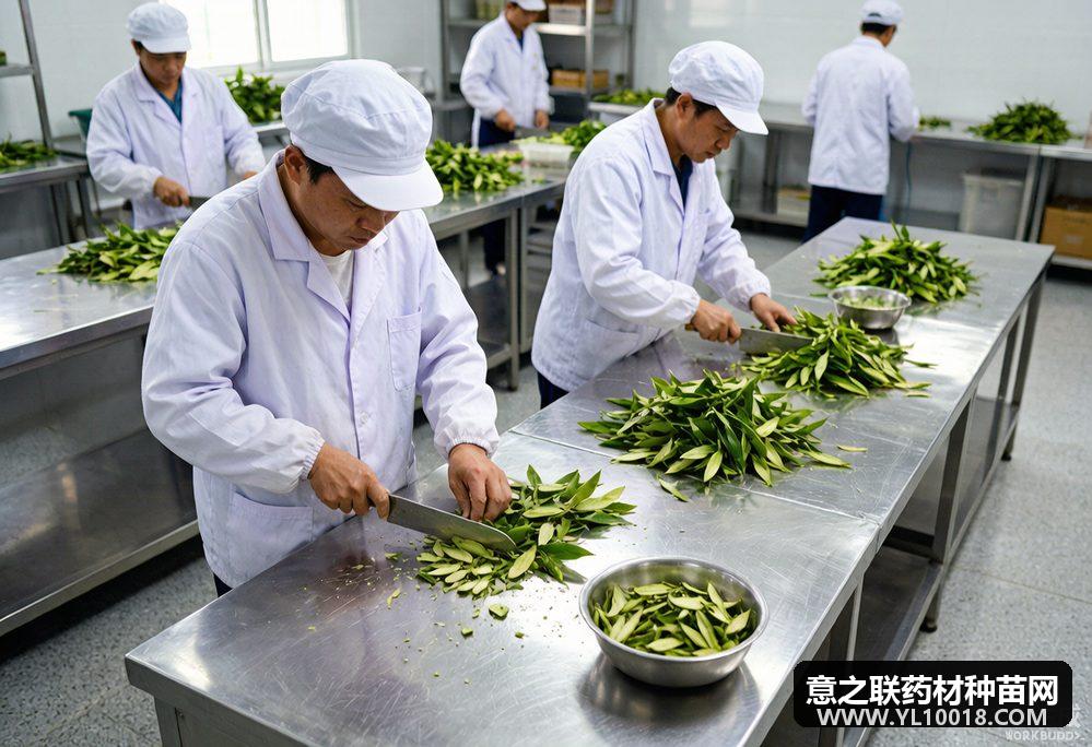 海南中药材产地趁鲜切制指导原则发布 2000余种有了标准答案