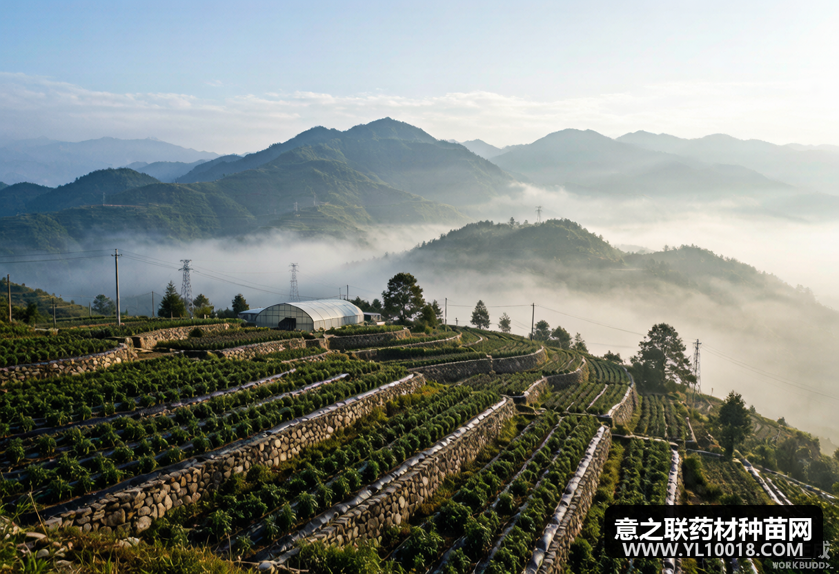 彝良天麻良种繁育通过GAP认证 昭通滇乌麻系列新品种推广