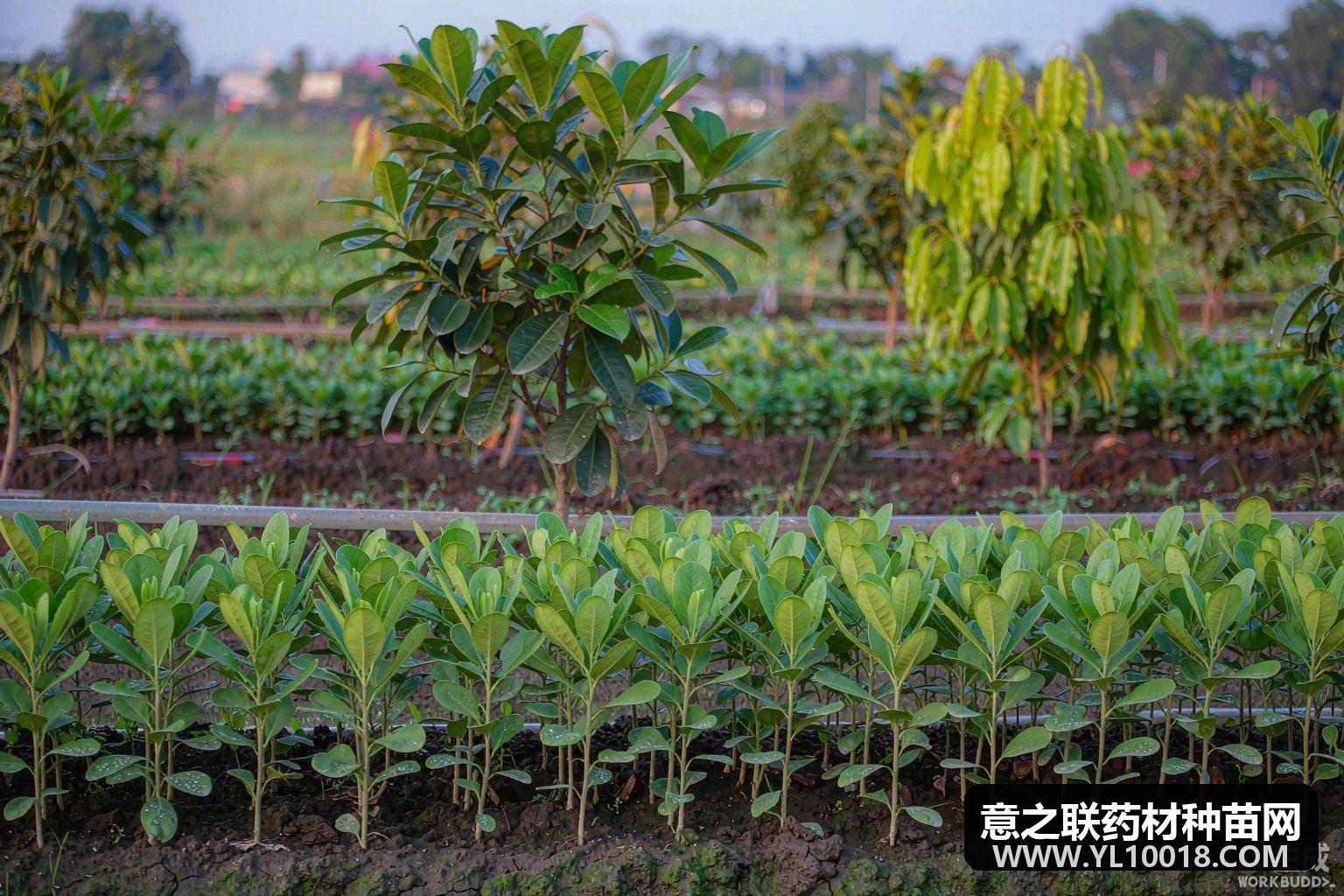 灵芝规范化栽培技术:段木与代料培育、出芝管理与采收干燥(GAP要点)