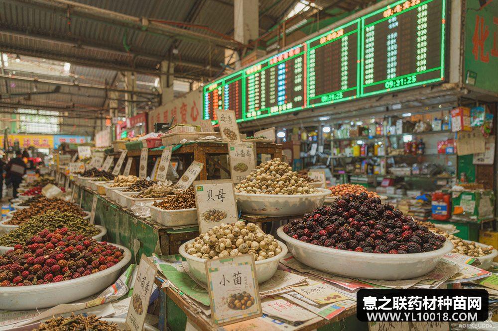 康美指数8月25日报1483.6点 淡季震荡中小品种逆势反弹
