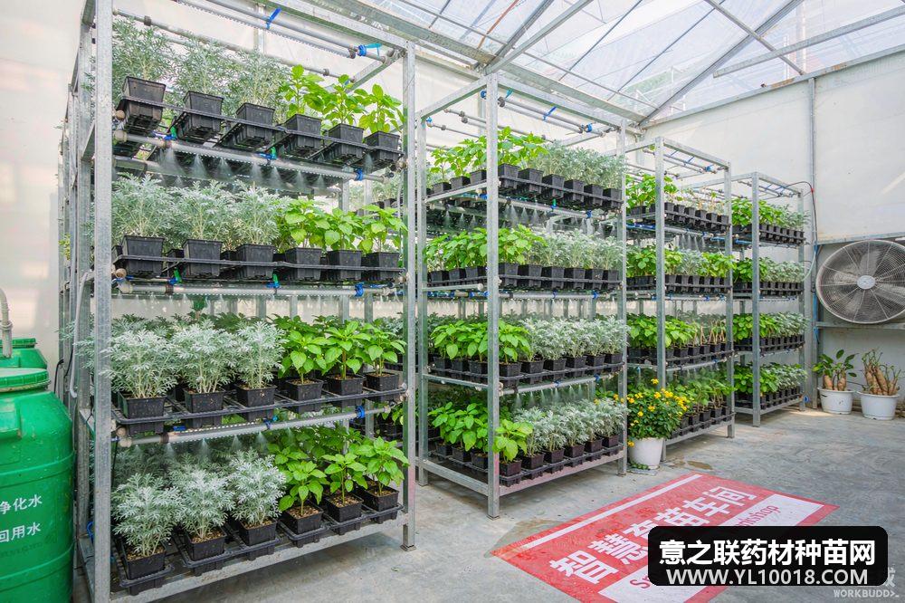 陇西6.9万亩优质种子种苗田投产 工厂化育苗基地引领种业新赛道