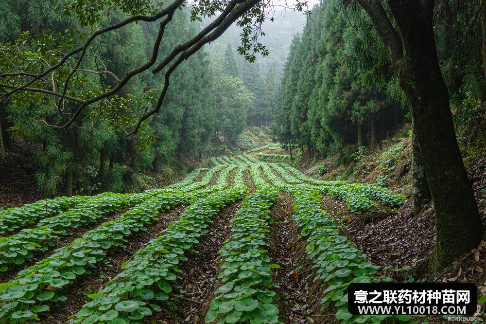 神农架淫羊藿通过GAP延伸检查 2189亩林下基地获官方认证