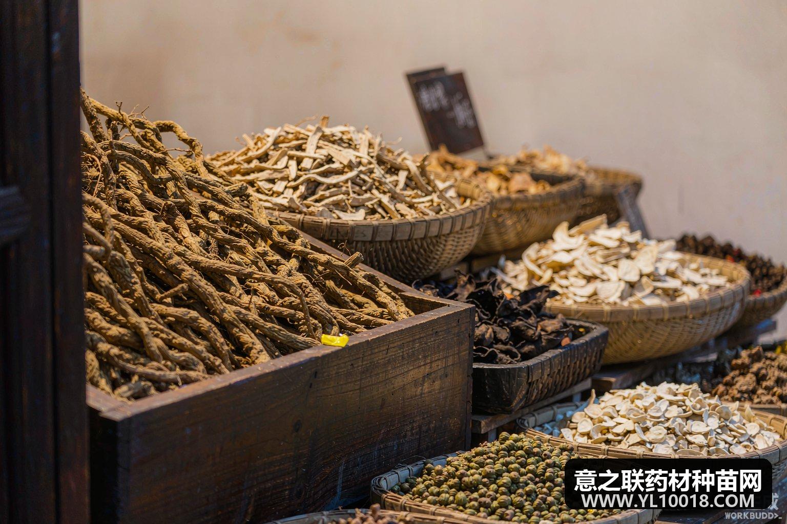 亳州市场快讯：赤芍产区家种货正值采挖 新陈不接行情暂稳
