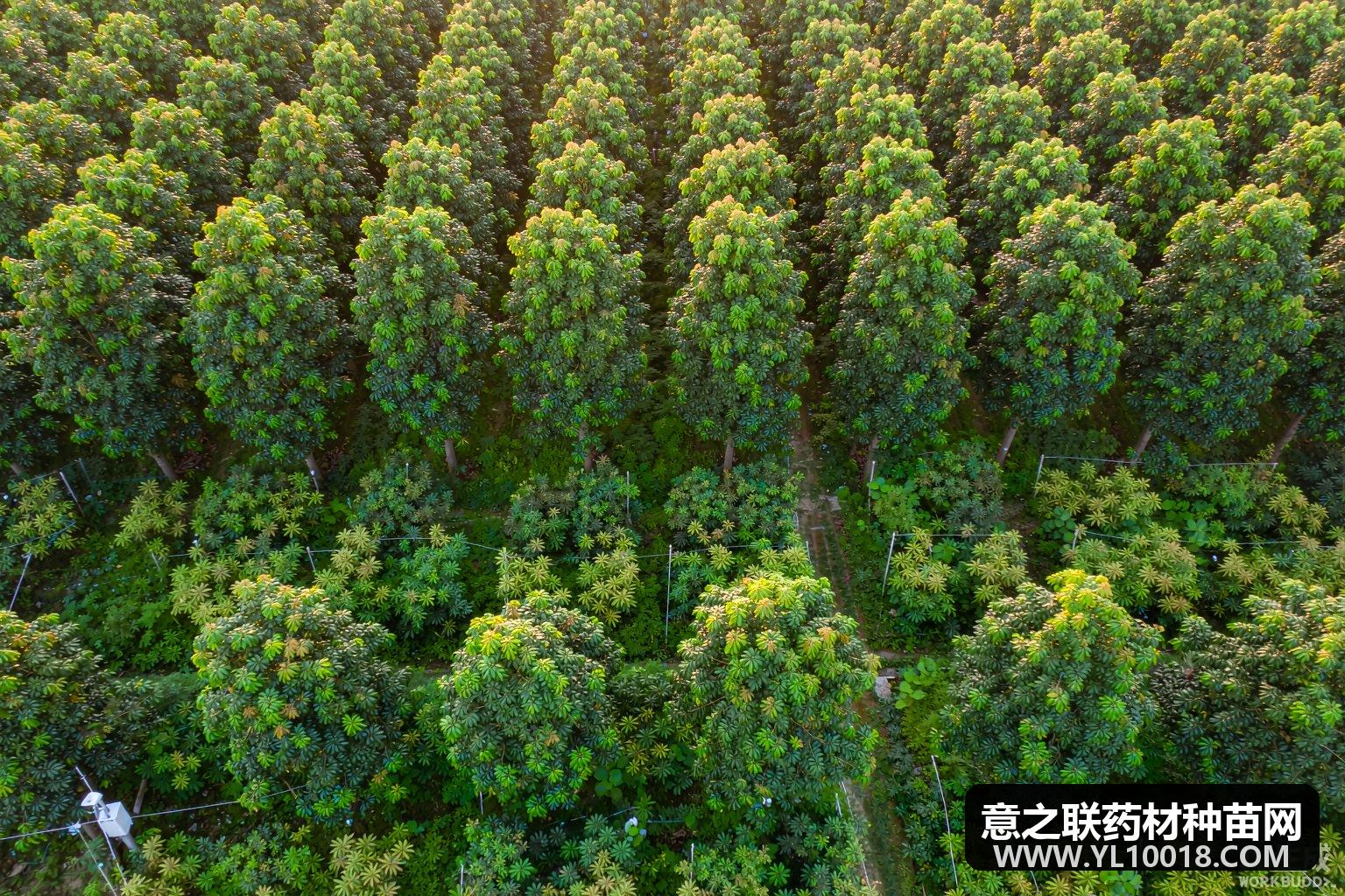 广西探路林业标准地 林下药香变共富新引擎