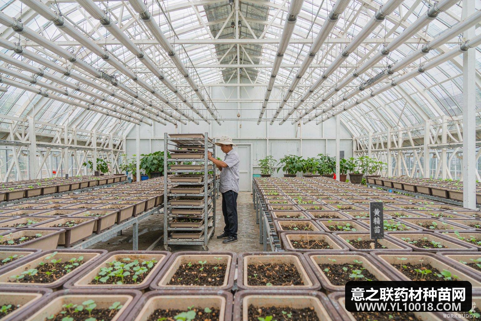 河北康保县道地中药材种苗选育繁育项目中标 894万元