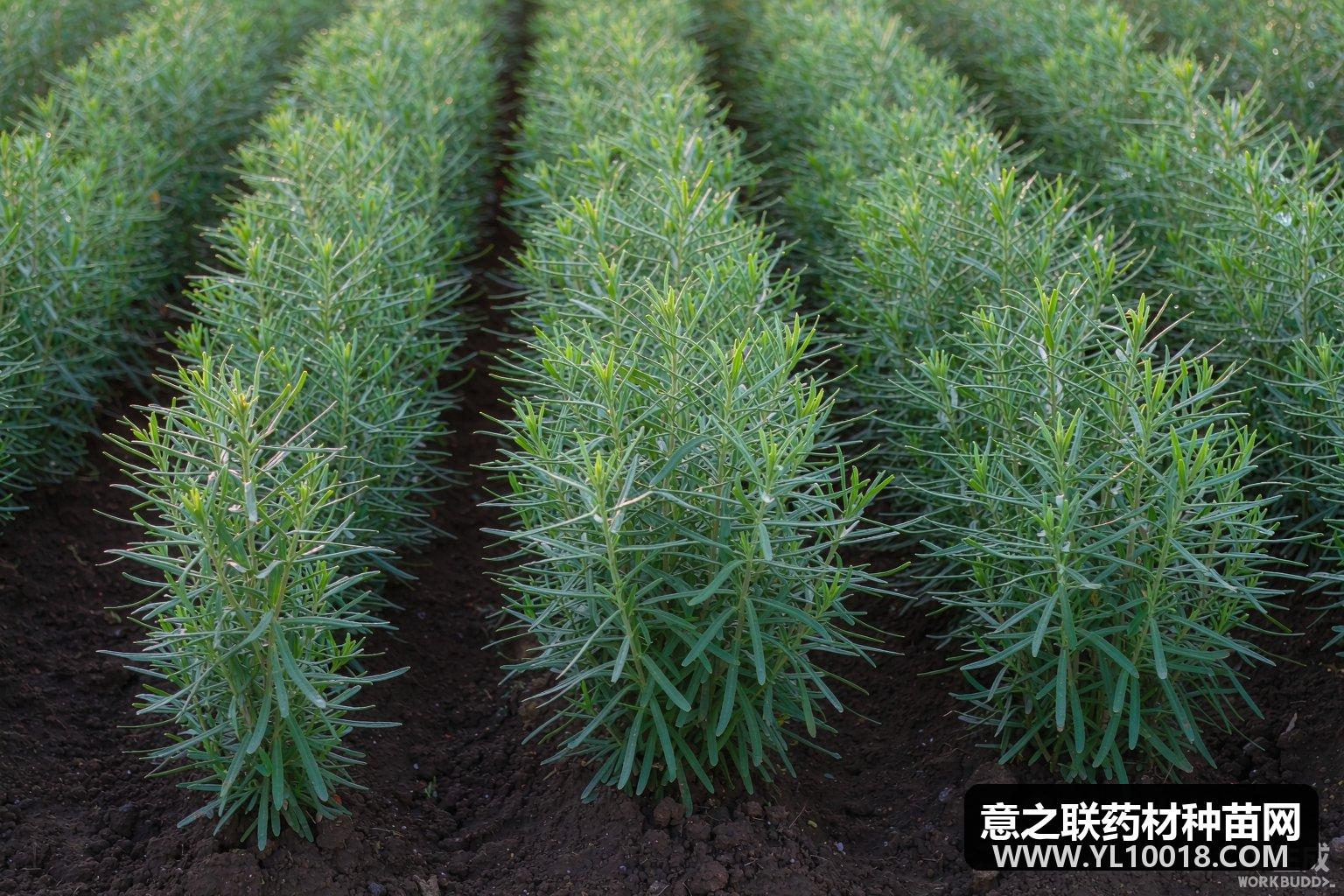 石菖蒲林下仿野生种植技术:根茎繁殖、湿润管理与采收加工(GAP要点)