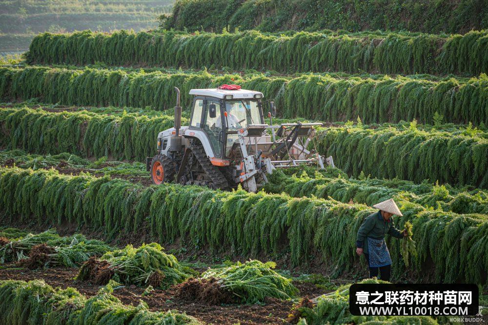 临洮中药材产业跨越式发展 良种自给+机械化采收效率提升3倍