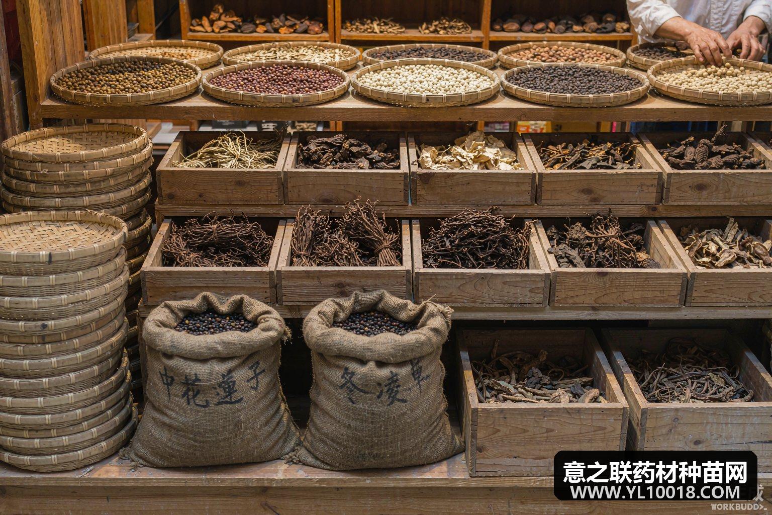产地快讯:浙江缙云吴茱萸产新价滑 中花24元小花22元