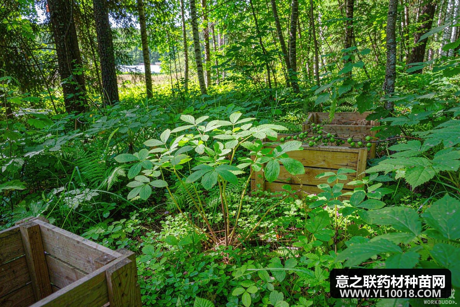 吉林林下山参获批专属税号 前7月出口价涨两到三成