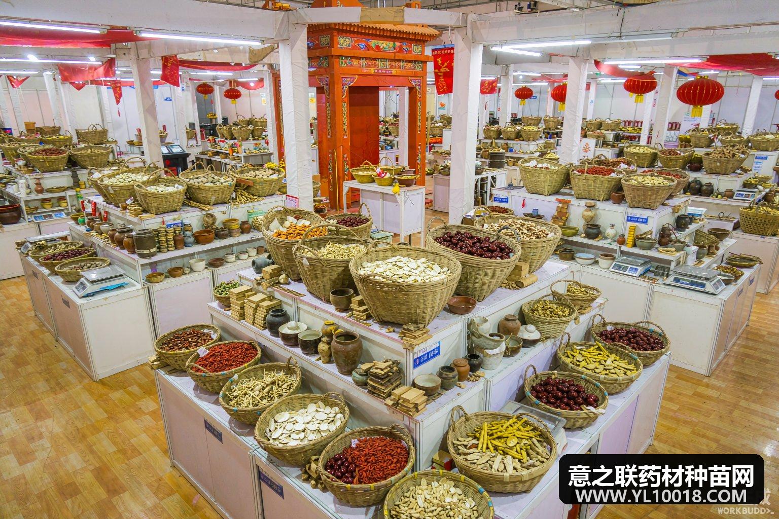亳州药博会进入倒计时 9月启幕设五大展区
