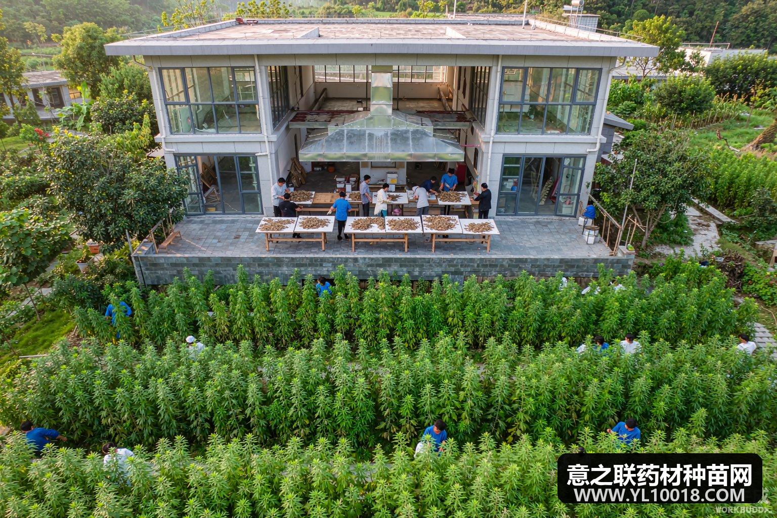 腾冲签约中药材全产业链项目 种植加工交易一体化