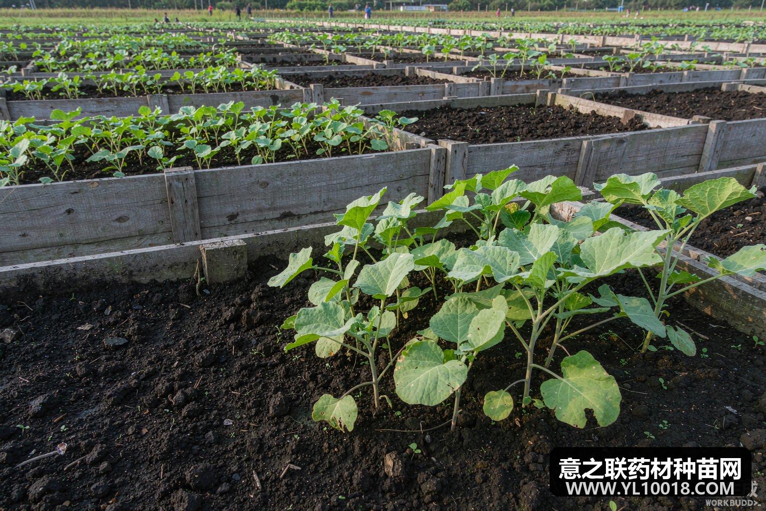 吴茱萸标准化栽培技术:育苗繁殖、田间管理与采收加工(GAP要点)