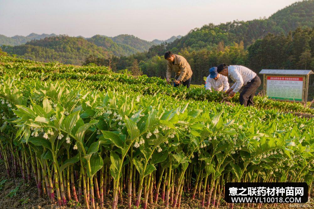 新化黄精新品种"湘精1号""湘精2号"通过省级现场评议