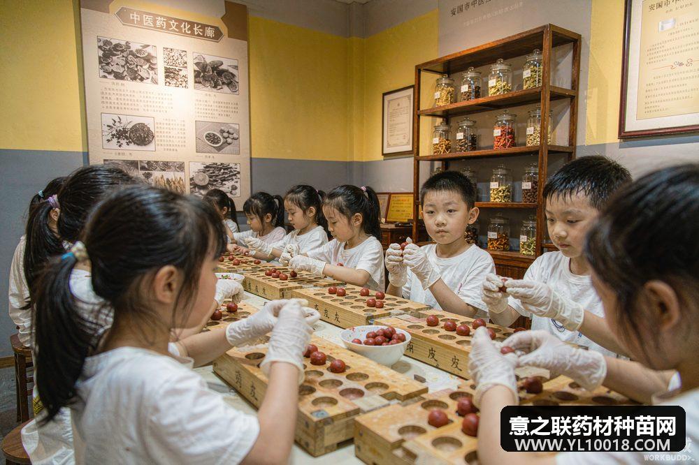 安国中医药康养文化体验园暑期研学热 药膳香囊成新潮味