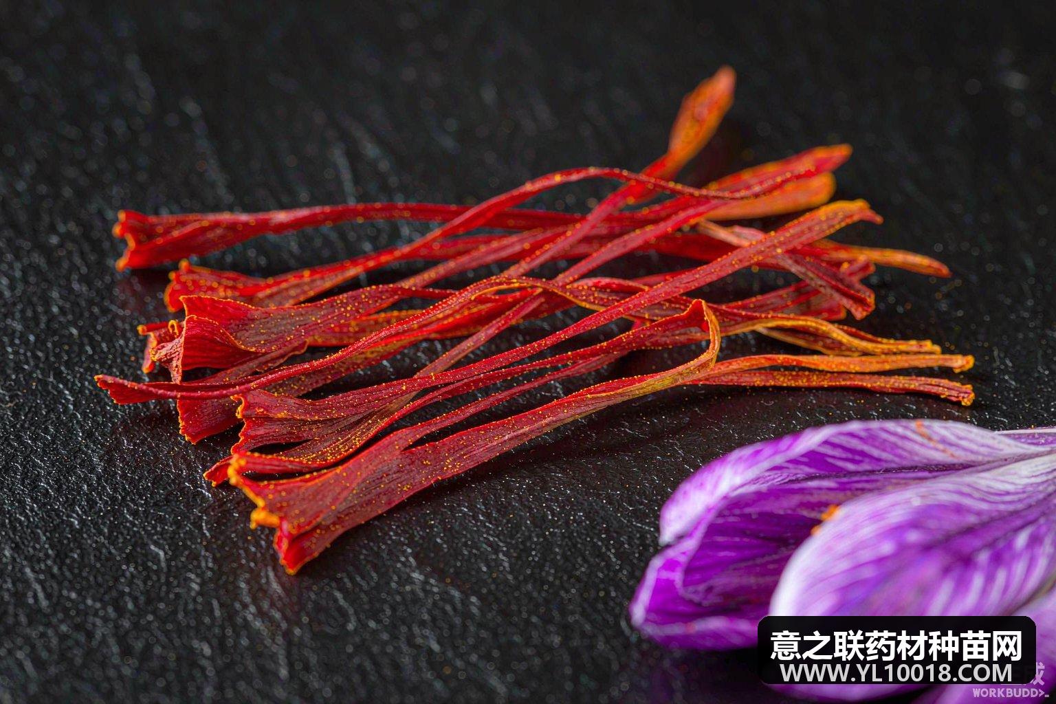 湘西藏红花拿下欧盟有机通行证 全国首例打开高端出口大门