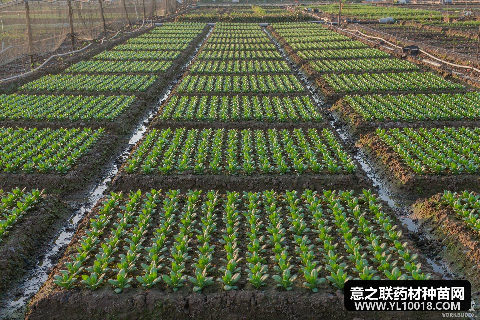 中药材产地采收与初加工技术通则(GAP 通用要点)