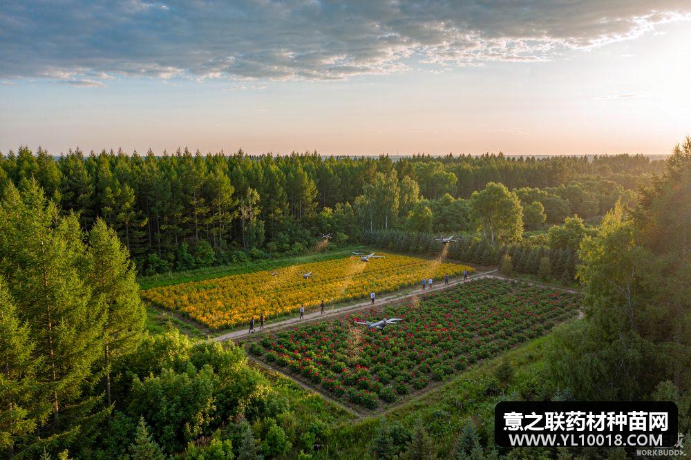 内蒙古绰源森工中草药繁育基地升级 无人机飞播金莲花两万亩