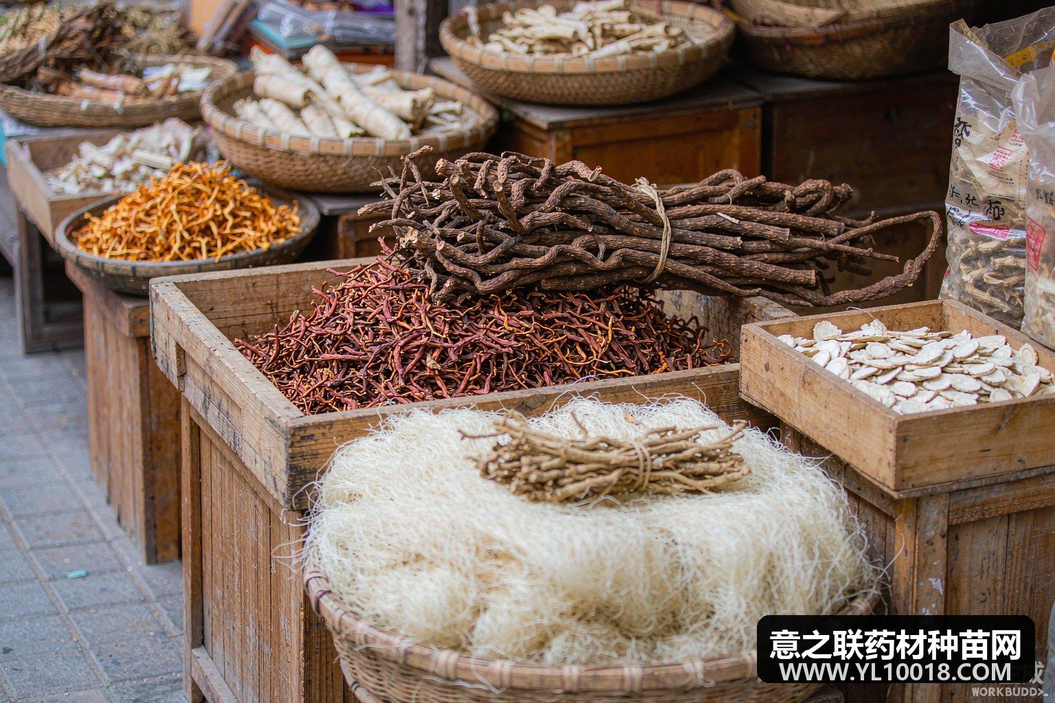 产地快讯:辽宁产地西洋参走货平稳 小片80元 中片200元 大片430元