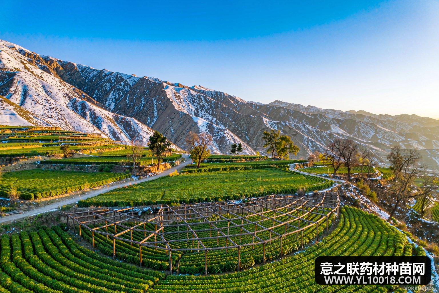 舟曲以一株党参撬动雪域振兴 万亩药田托起共富梦