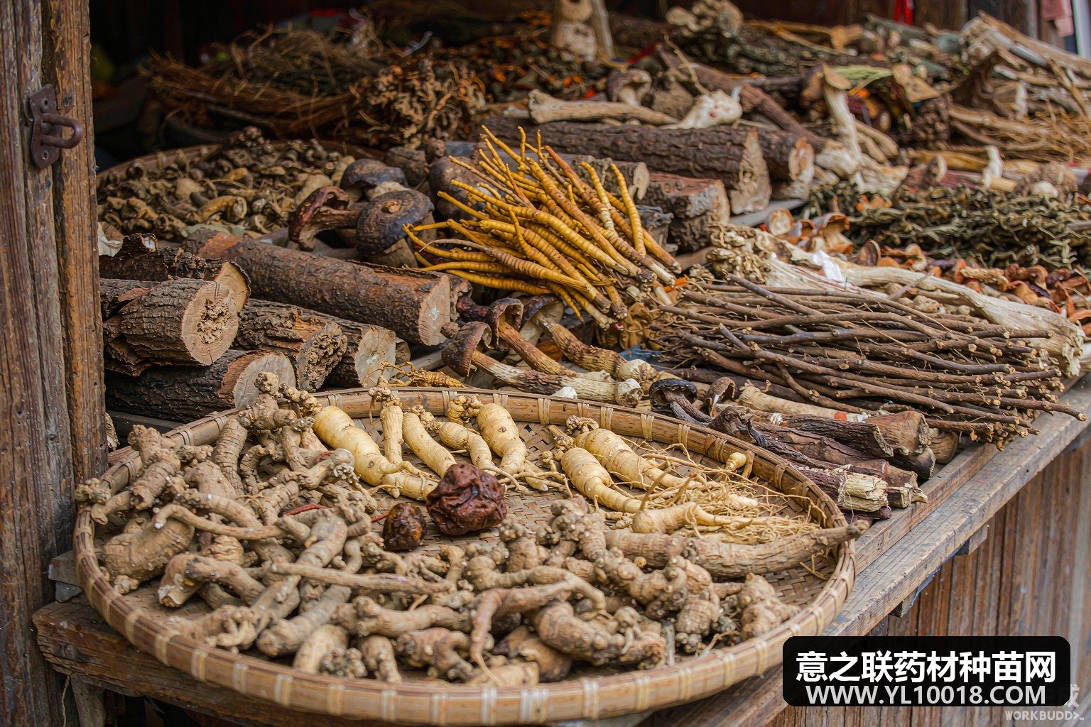 安国地产大集探市：射干蝉蜕走稳 旋覆花小幅走坚