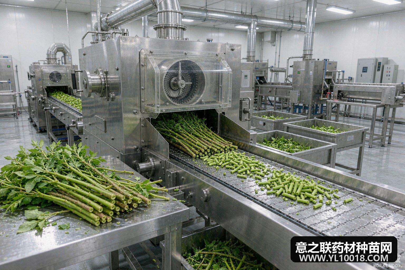 通道县公布第四批趁鲜切制企业 钩藤就地加工打通源头