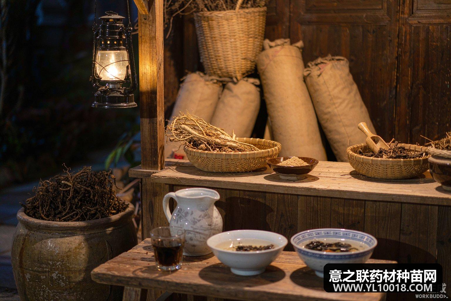 南阳卧龙艾香夜市常态化开摊 把中医服务送进烟火日常