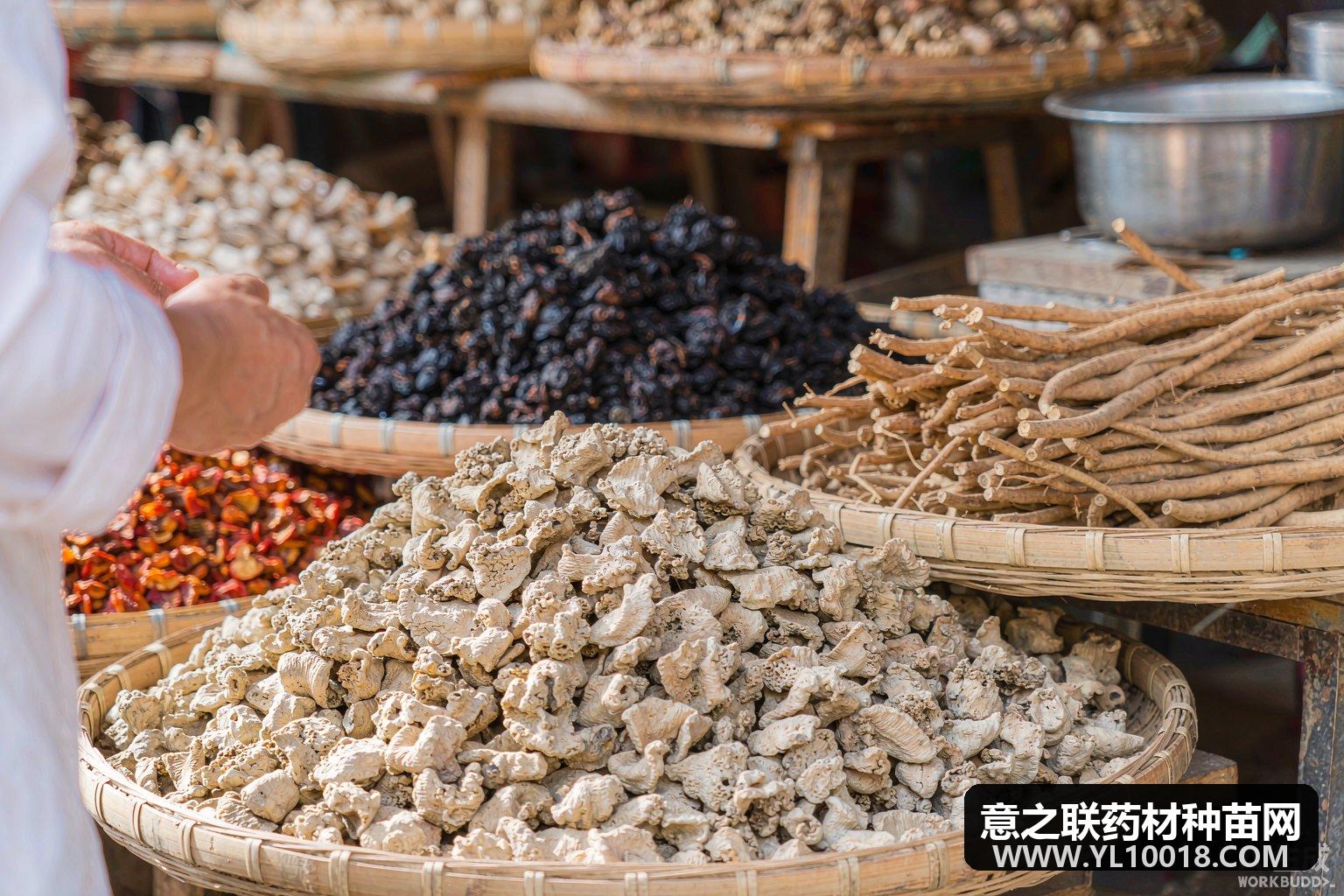 亳州市场快讯:粉葛根行情小范围波动 粉大丁11-12元 粉小丁13-14元