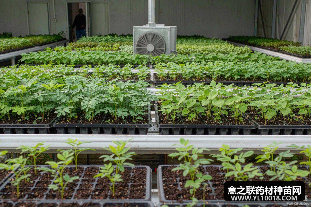 种业