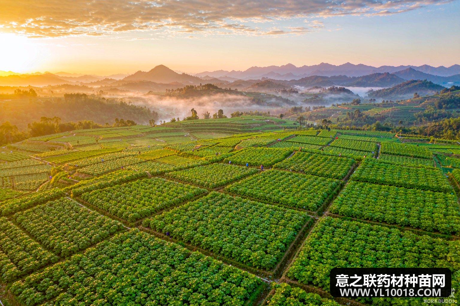 云南白药气血康原料通过GAP延伸检查 四味药材标注药材符合GAP要求