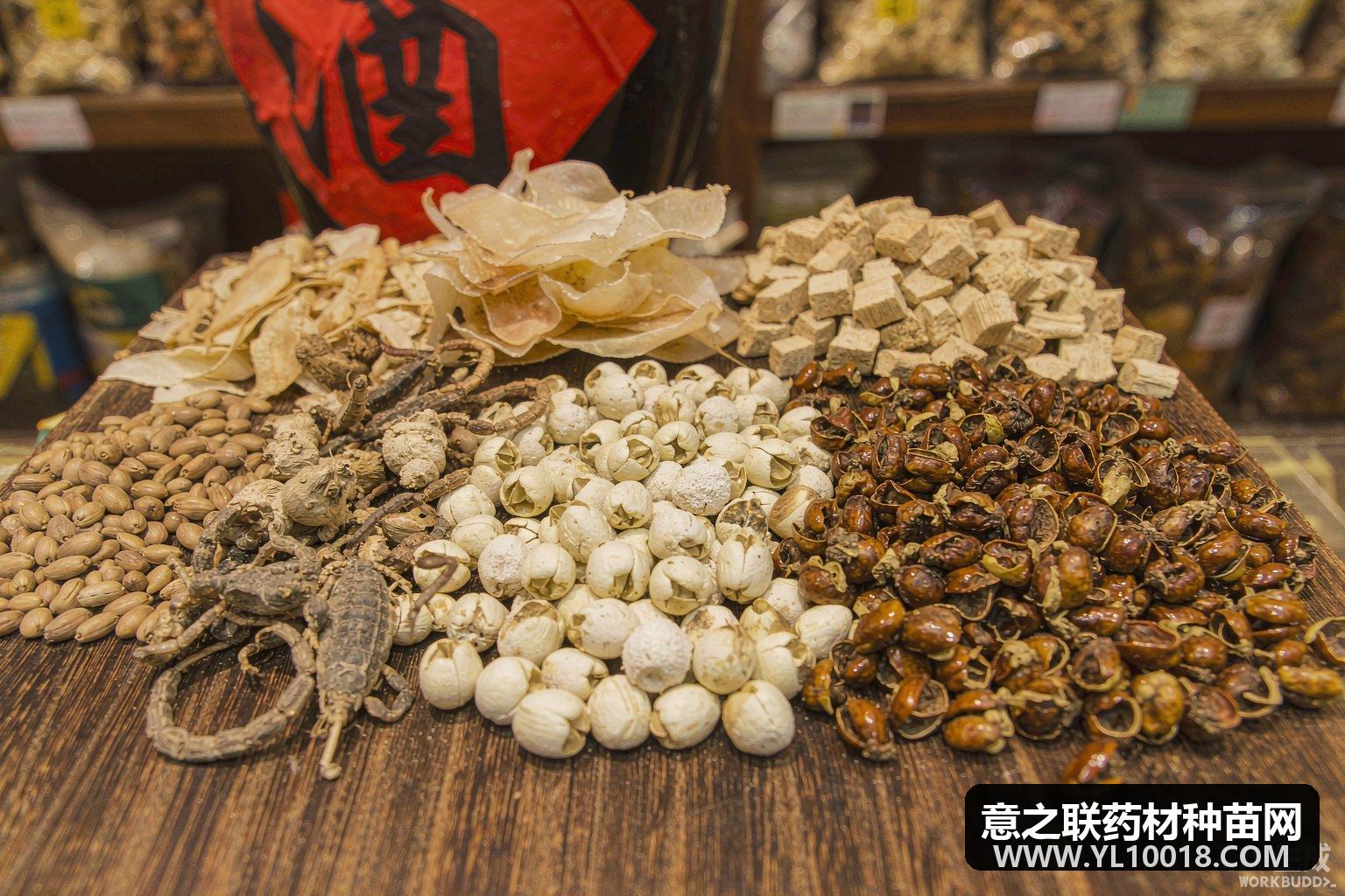 秋产新行情分化 青翘低位反弹 浙贝母走强 全蝎减产价升