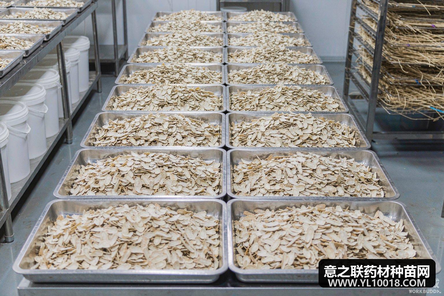 定西中药饮片联采中选结果公布 道地药材进院通道拓宽