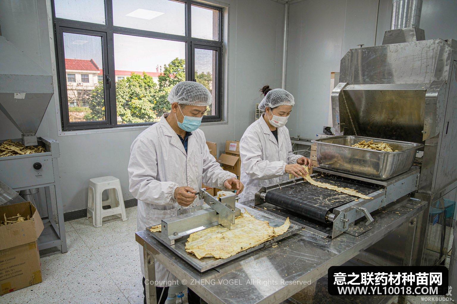 利川黄连产业大会启动趁鲜切制标准立项 10家药企签约GAP共建