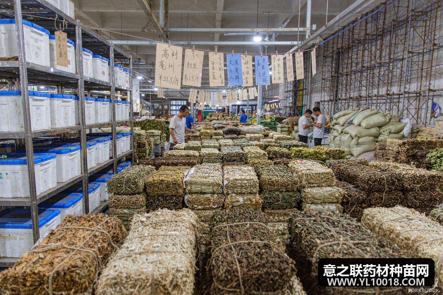 康美指数缓跌香料小幅回暖 亳州出台冷库全流程监管意见